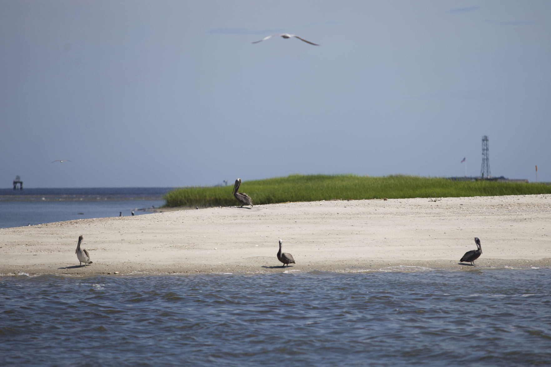 LP Crab Bank 080918 05.jpg